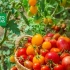Ako zvýšiť výnos paradajok na otvorenom zemi